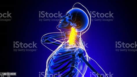 Dolor De La Articulación Del Cuello De La Columna Cervical Anatomía Para El Concepto Médico 3d