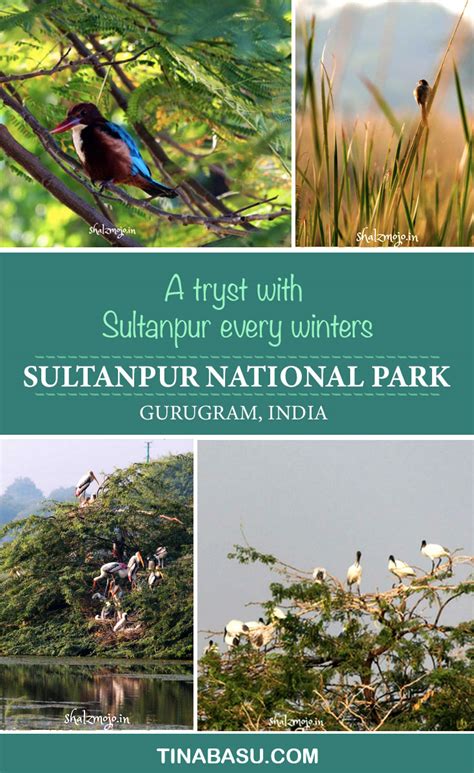 Sultanpur National Park - A tryst with Sultanpur every winters #travel ...