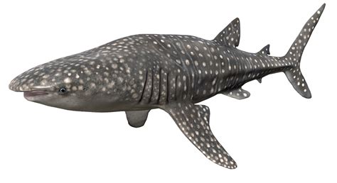 Whale Shark Skeleton