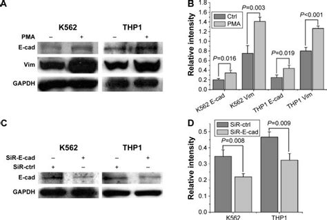 results of transwell-migration assay. Notes: (A) Optical images of... | Download Scientific Diagram