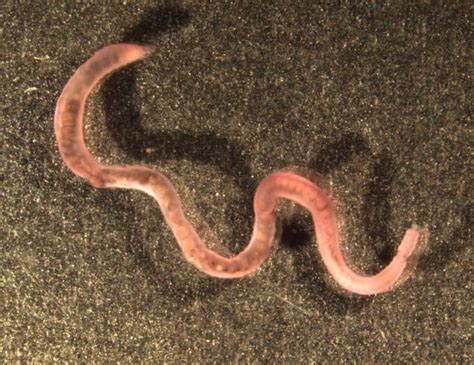 Underwater Photo Redfish Drowning Worms