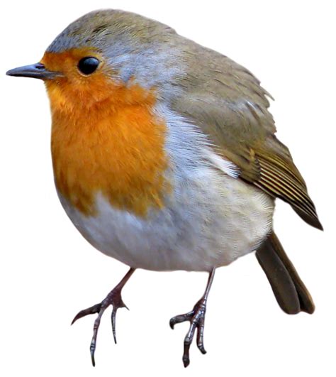 European Robin PNG Images Transparent Free Download