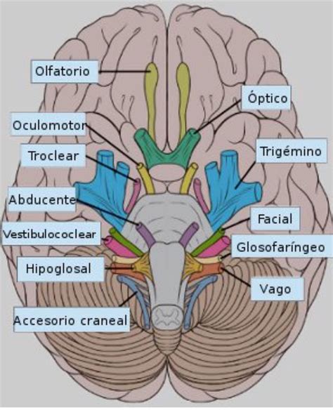 Nervios Craneales Cuales Son Sus Funciones Psicoactiva Images