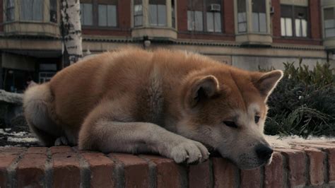 Hachi: A Dog's Tale Wallpapers