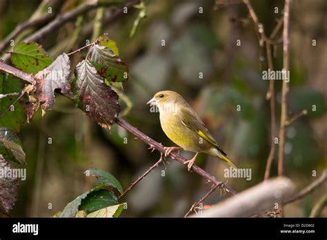 Carduelis Chloris Greenfinch Beautiful Garden Bird In Europe Stock