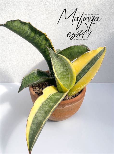 Sansevieria Mafinga Es Variegated