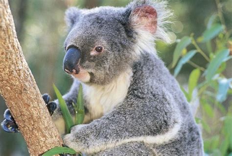 Fauna Taronga Zoo