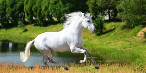 13 White Horse Breeds + Pricing & Breed Details - Helpful Horse Hints