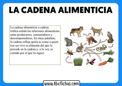 La Cadena Alimenticia O Trófica Abc Fichas