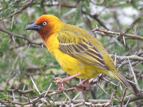 Cape Weaver Naturerules1 Wiki Fandom