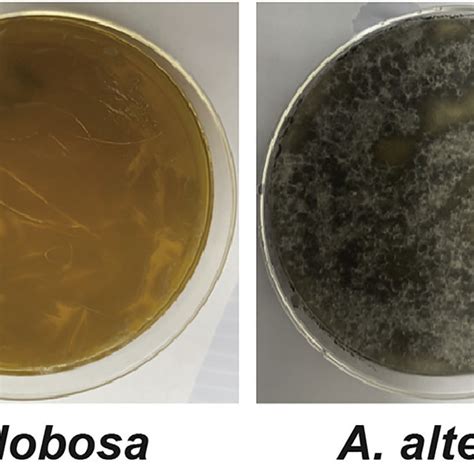 Malassezia Globosa And Alternaria Alternata Culture Plates Showing