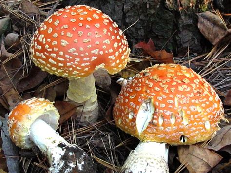 Fly Mushroom Photograph By Timothy Myles Fine Art America