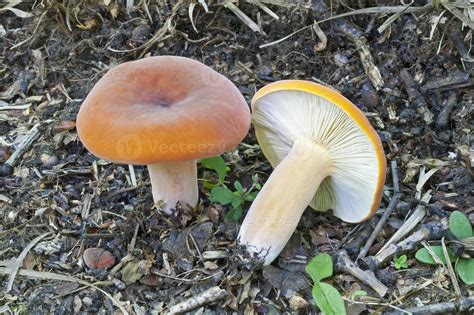 Tawny Milkcap Mushroom Lactifluus Volemus Known Also As Weeping Milk