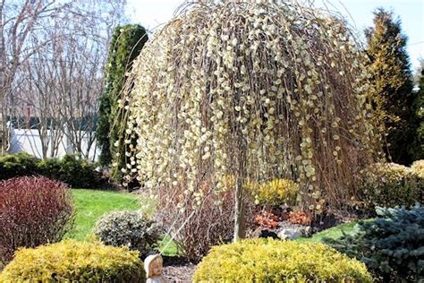 Salix Caprea Pendula Rasadnik Mihalek