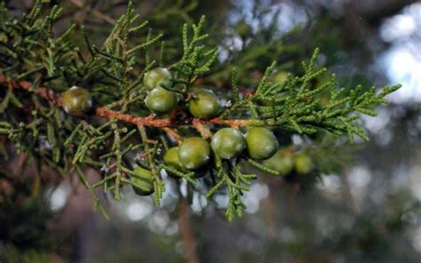 Juniperus Phoenicea Una Con Fera Para El Mediterr Neo Agrom Tica