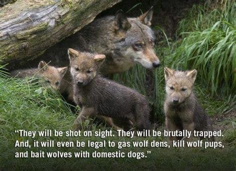 Petition · Stop Killing Wolves And Reinstate Their Protections