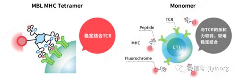 MHC四聚体Tetramer技术解析 知乎