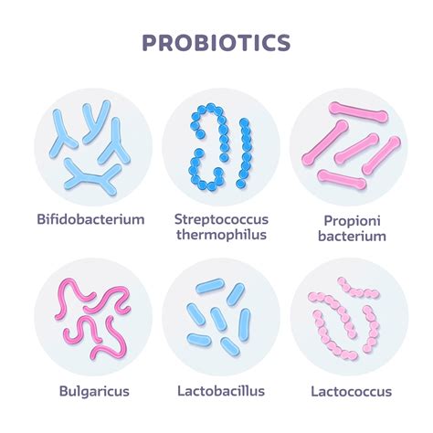 Premium Vector Set Of 3d Render Probiotic Bacteria Bulgaricus