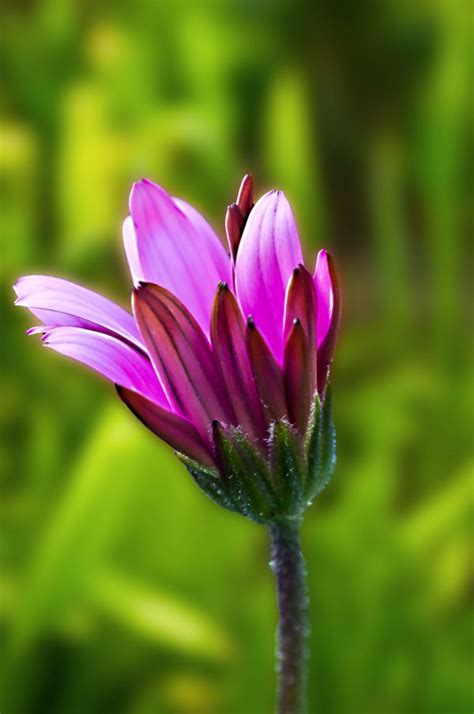 Free Images Nature Grass White Meadow Leaf Flower Petal Love