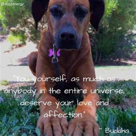 Thoughts Of A Zen Dog Bella With Images Zen Dog