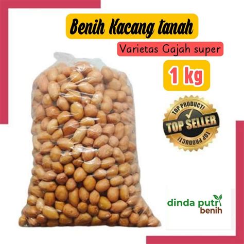 Jual Bibit Kacang Tanah Gajah Cepat Panen Benih Kacang Tanah 1 Kg