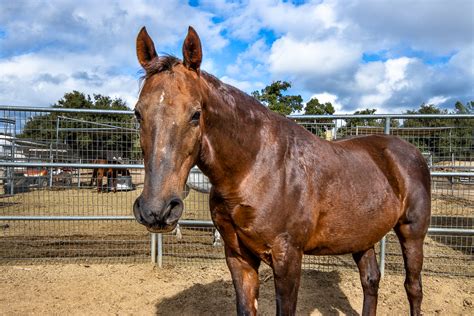 Cinnamon Horses Of Tir Na Nog