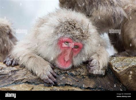 Japan Snow Monkeys At Jigokudani Monkey Park Is In Yamanouchi