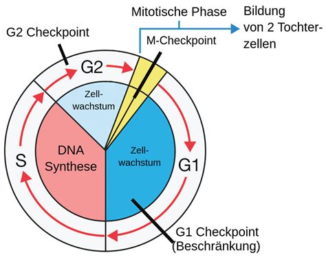 Zellzyklus Checkpoints Labster