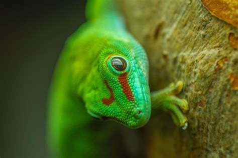 4 Different Types Of Geckos That Make Great Pets Pethelpful