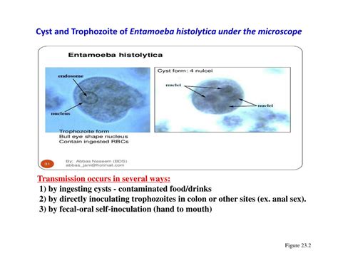 Ppt Medical Parasitology Dr Hala Al Daghistani Powerpoint Presentation Id9282115