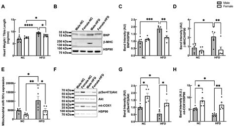 Sex Dependent Phosphorylation Of Argonaute 2 Reduces The Mitochondrial