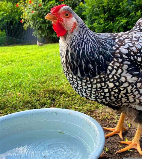 Best Chicken Waterer for 2024 (Updated May 2024) - My Chicken Guide