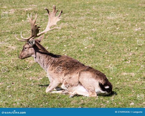 Male Fallow Deer Resting On A Forest Meadow Stock Photo Image Of