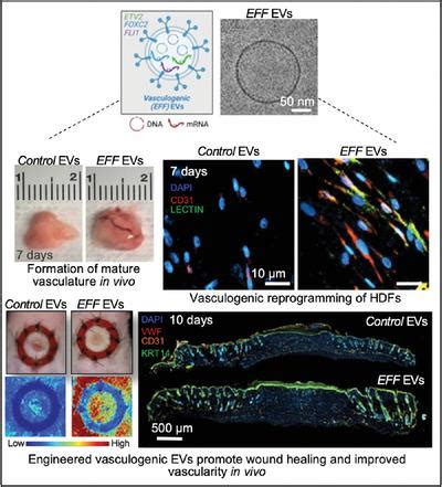 工程血管生成细胞外囊泡驱动人真皮成纤维细胞非病毒直接转化为诱导内皮细胞并改善伤口闭合 Advanced Therapeutics X MOL