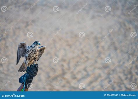 Hawk of the Image of the Arabian Desert Stock Image - Image of birds, arabian: 216033545