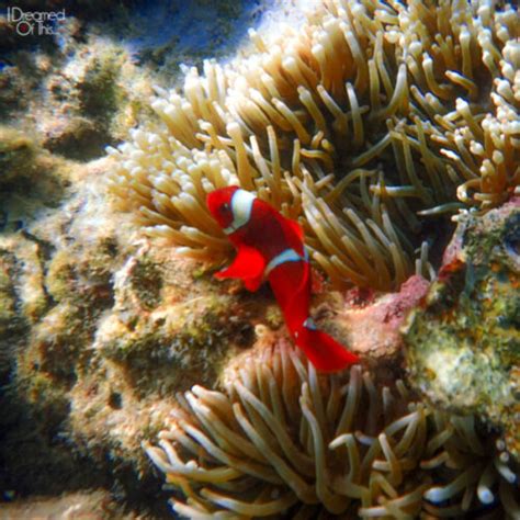 Discovery Fleet Liveaboard Lifelong Dreams On Island In The World