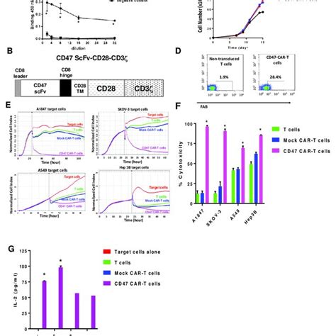 Humanized Cd47 Vl And Vh Sequences Binding Of Humanized Cd47 Scfv With Download Scientific