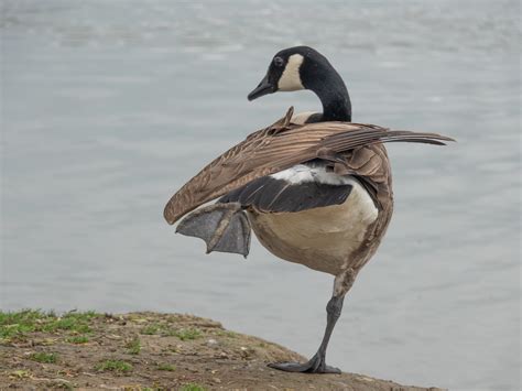 Straws Bridge Reserve At Ilkeston Derbyshire Uk A Gymnas Flickr