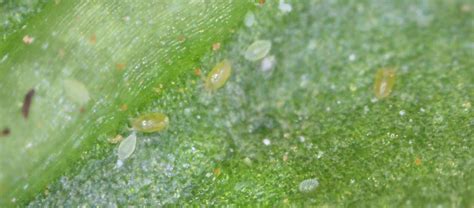 Broad Mites Broadmites On Pepper And Chilli Plants How To Treat And