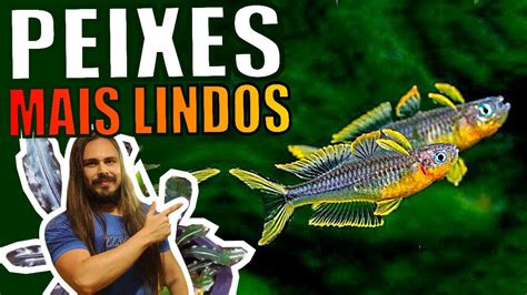 TOP 5 PEIXES MAIS BONITOS PARA AQUÁRIOS Mr Betta YouTube