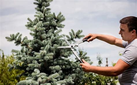 How To Trim A Pine Tree Without Killing It