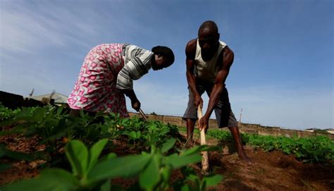 Crops And Conflict How Insecurity Affects Nigerias Agriculture Sector