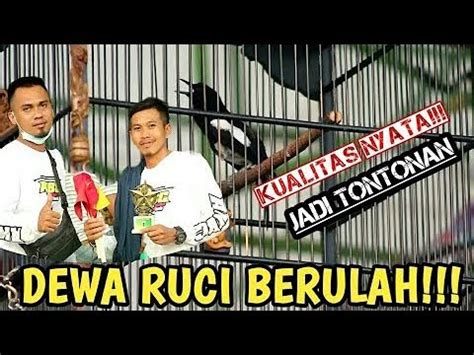 Kacer Dewa Ruci Sebelum Viral Saat Ini Laku Juta Di Beli Om Prio