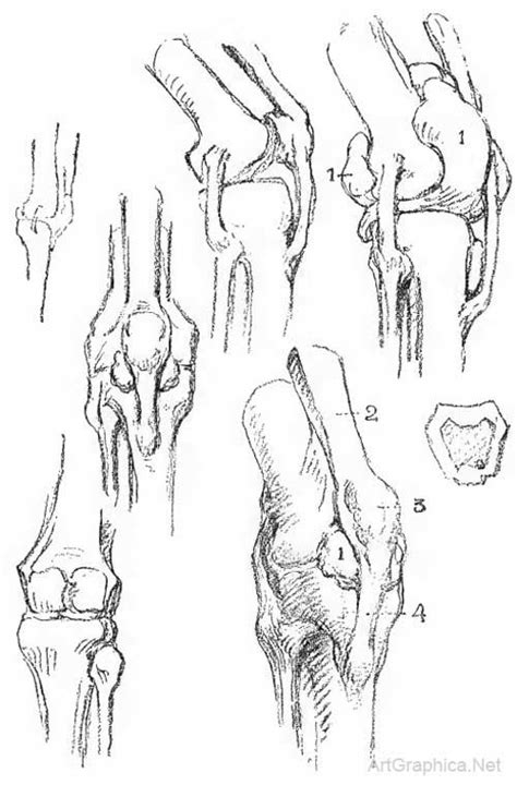 Art Book Constructive Anatomy By George Bridgman In George