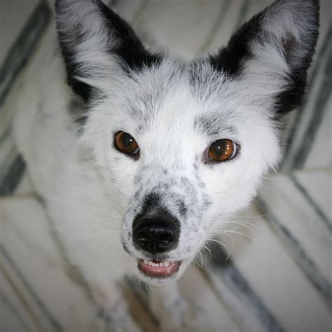 Why Domesticated Foxes Are Genetically Fascinating And Terrible Pets