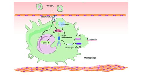 Relationship Between Sirt And Pyroptosis Pathway In Atherosclerosis