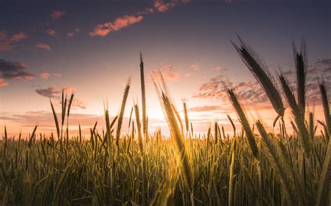 Wheat Sunset Wallpaper