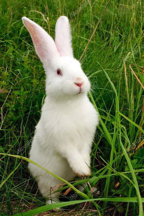 Cute White Bunny Rabbits