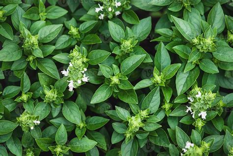 Greek Basil Plants Flowering In The Garden Green Basil Leaves Texture