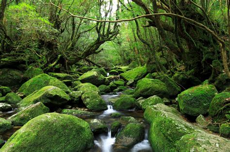 屋久島 見どころ、アクセス And 周辺情報 Good Luck Trip